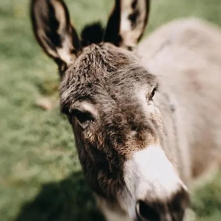 Tatil Evi La Belle Vallee - De Charme - - Petanque