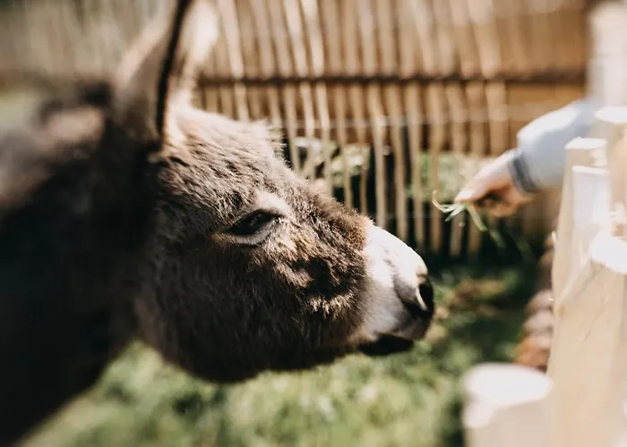 La Belle Vallee - De Charme - - Petanque * Ormersviller