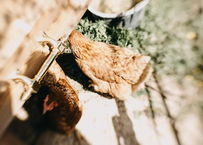 La Belle Vallee - De Charme - - Petanque