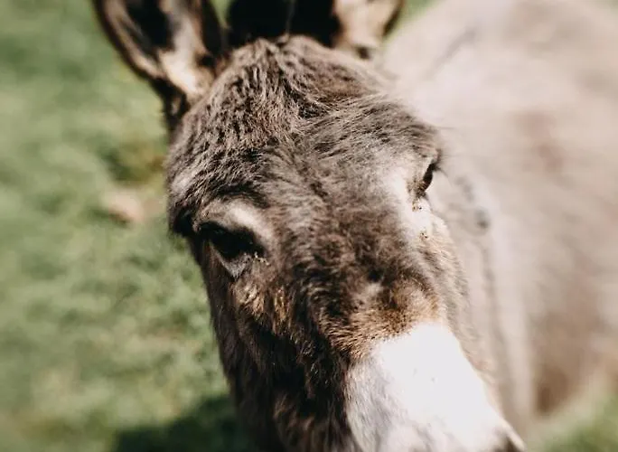 Prázdninový dům La Belle Vallee - De Charme - - Petanque