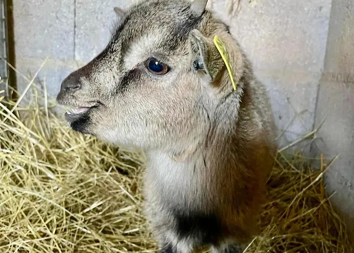 La Belle Vallee - De Charme - - Petanque