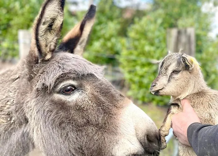 Prázdninový dům La Belle Vallee - De Charme - - Petanque *